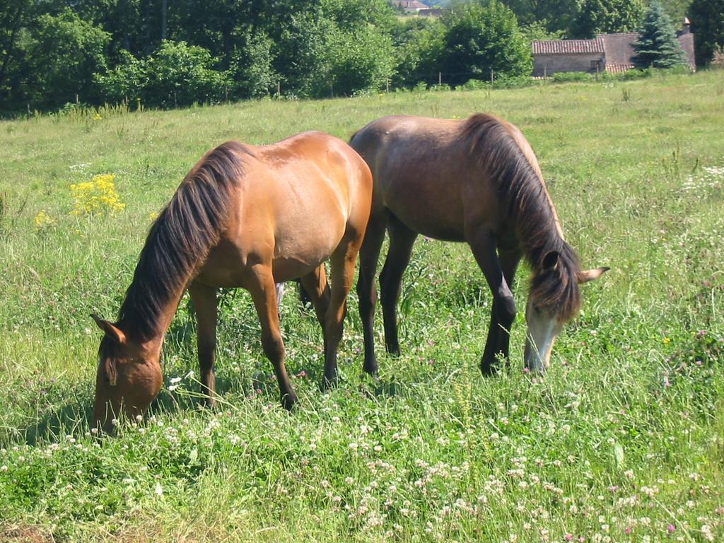 La Rolandie Haute Limeuil Zewnętrze zdjęcie
